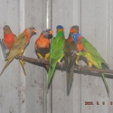 Lorikeets For Sale