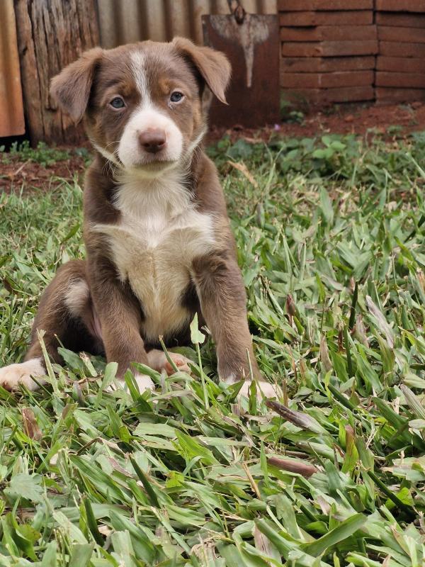 Purebred Border Collie puppies