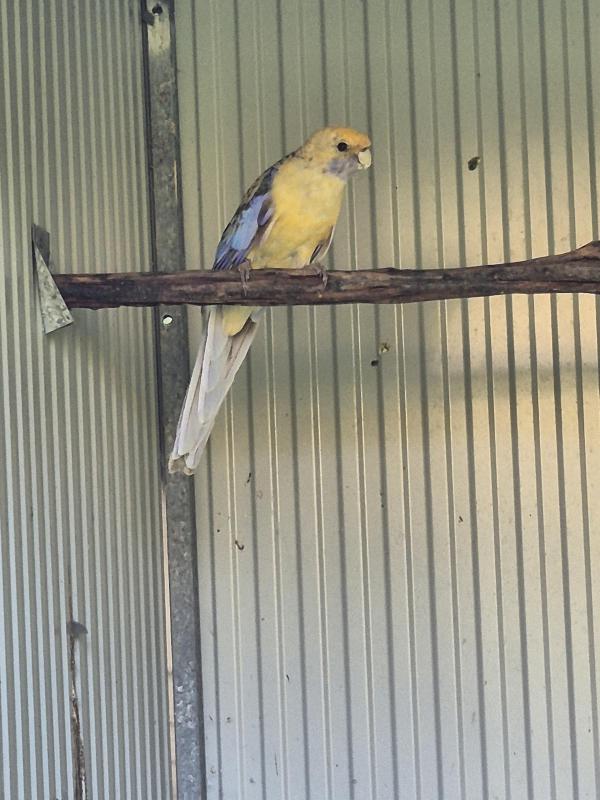 Turquoise cinnamon crimson rosellas