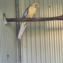 Turquoise cinnamon crimson rosellas