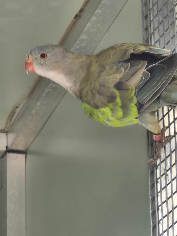 Parblue princess parrots