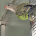 Parblue princess parrots