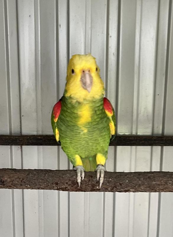 DOUBLE YELLOW HEADED AMAZON COCK