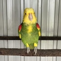 DOUBLE YELLOW HEADED AMAZON COCK