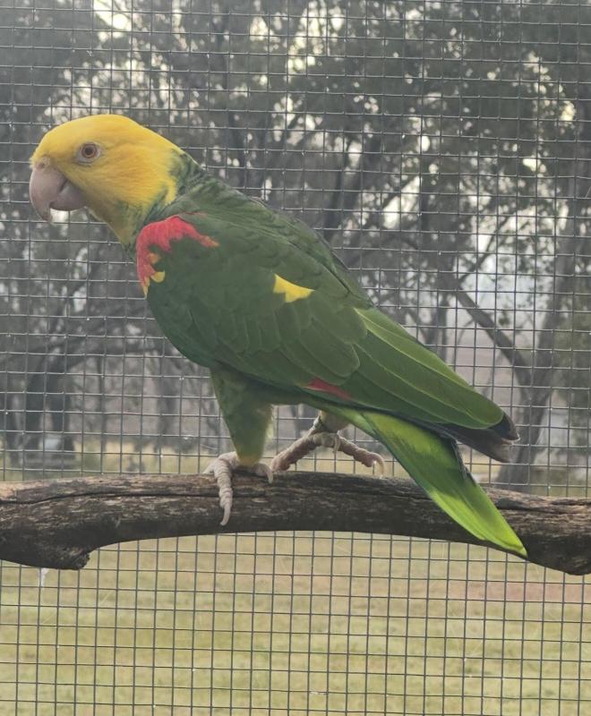 Magna double yellow headed Amazon