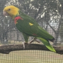 Magna double yellow headed Amazon