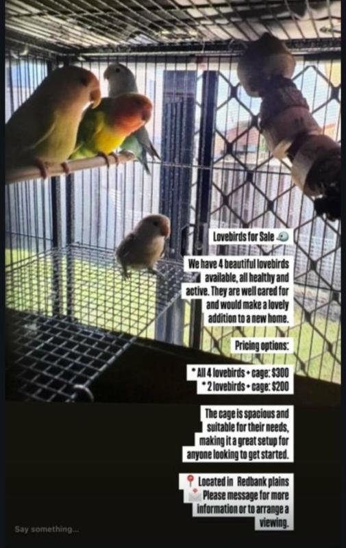 Lovebirds