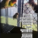 Lovebirds