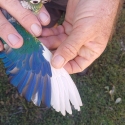 Pied Green Cheeks