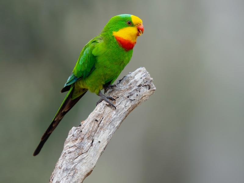 Breeding pair of Superbs