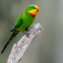 Breeding pair of Superbs