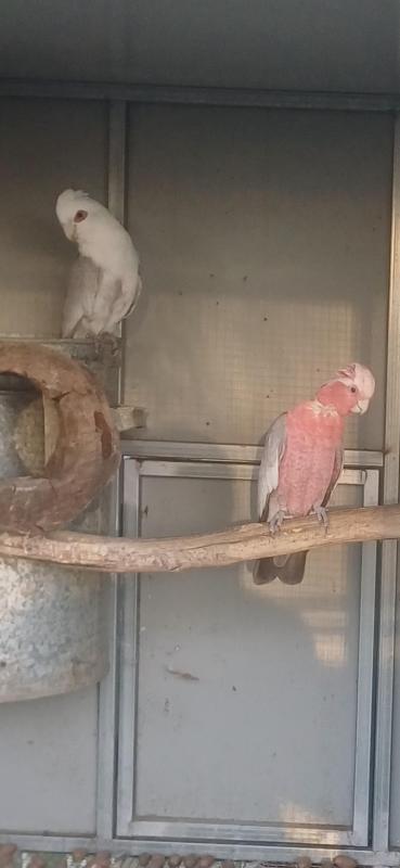 Blue galah pair