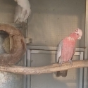 Blue galah pair