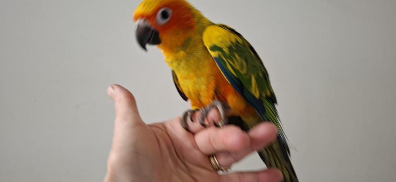 Females Sun conures hand raised