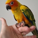 Females Sun conures hand raised