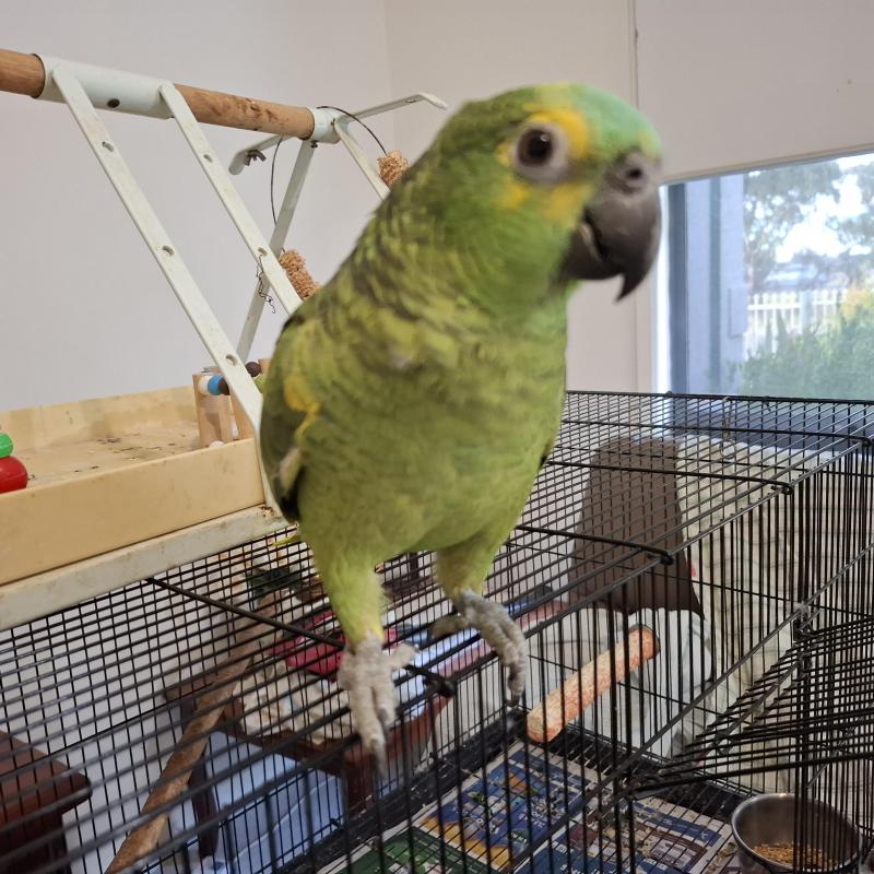 Blue fronted Amazon's hand raised