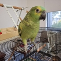 Blue fronted Amazon's hand raised