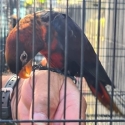hand reared dusky Lorys (1 hen left)