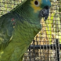 blue fronted amazon pair