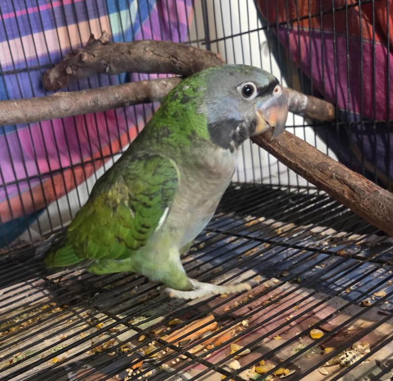 Derbyan Parrot