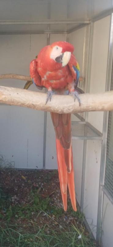 Macaw pair