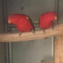 Breeding pair chattering lory