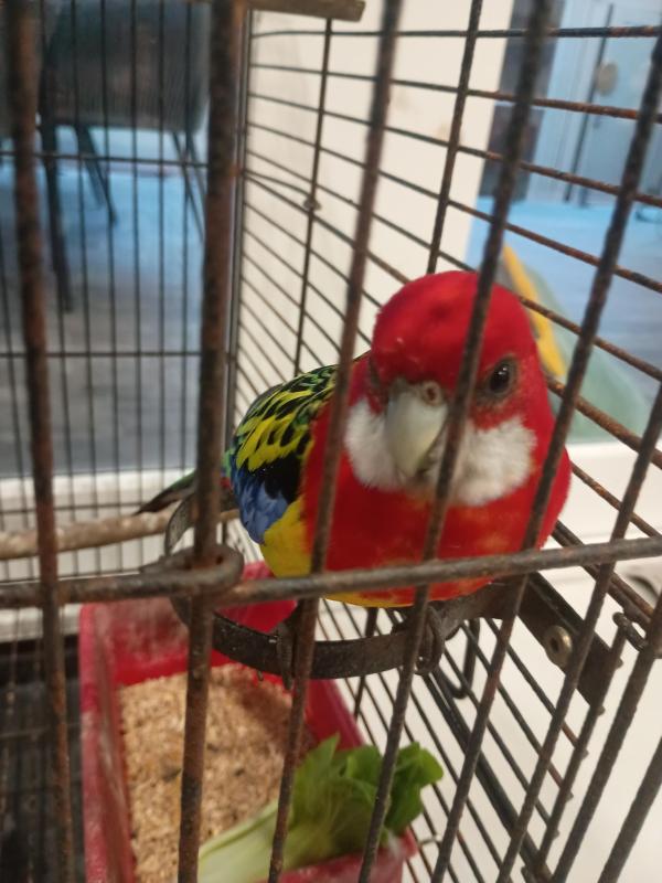 Male Rosella with Cage