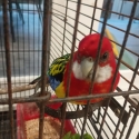 Male Rosella with Cage