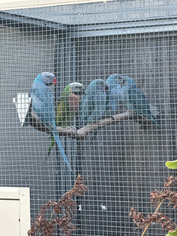 Blue moustache breeding pair
