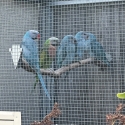 Blue moustache breeding pair