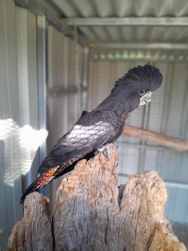 Red tailed black cockatoo 1100