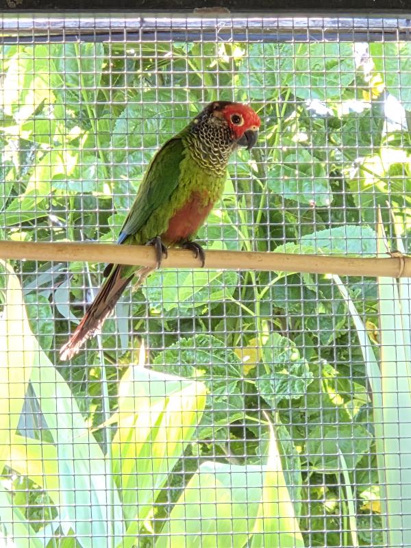 Roseifrons Conures
