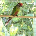 Roseifrons Conures