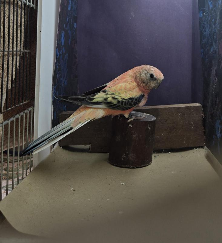 Bourke parrot mutation
