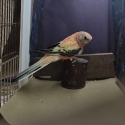 Bourke parrot mutation