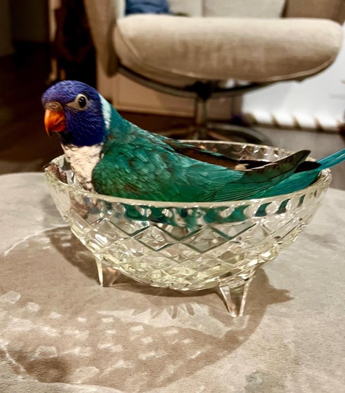 Wanting to buy blue split bluefront rainbow lorikeet hen. Or split blue hen