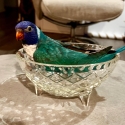 Wanting to buy blue split bluefront rainbow lorikeet hen. Or split blue hen