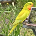 Dilute Superb Parrot Collection