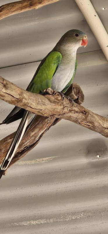 Princess parrots