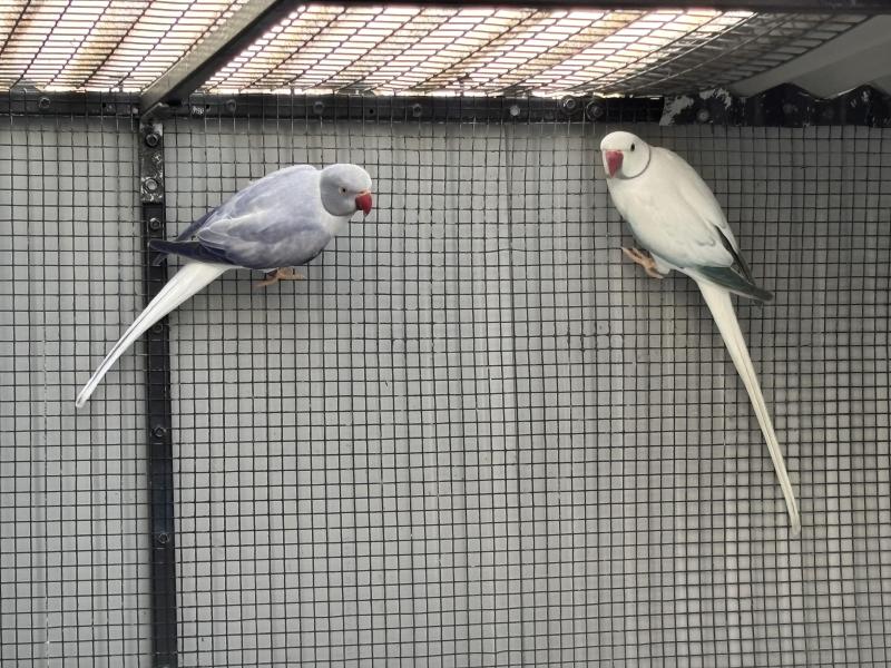 Mature Blue Opaline Ringnecks