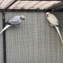 Mature Blue Opaline Ringnecks
