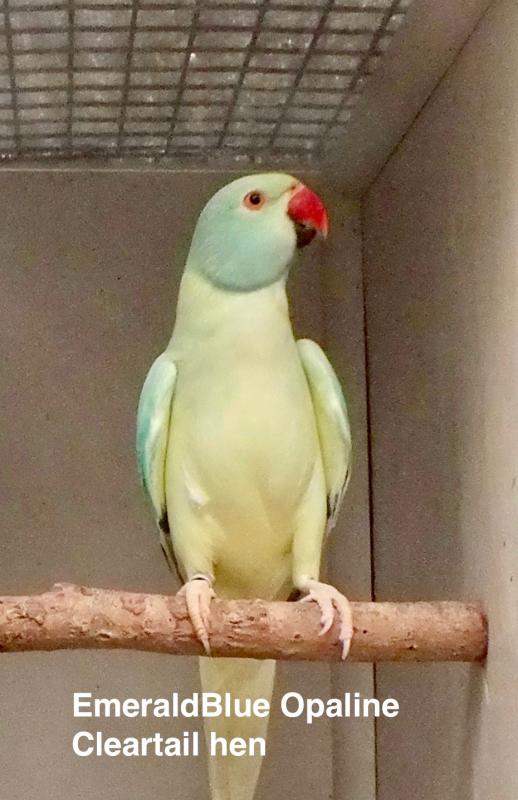 IDIAN RINGNECK MUTATIONS