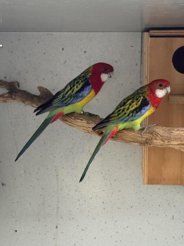 Eastern bonded pair , cock crimson  can take to Shepparton sale