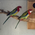 Eastern bonded pair , cock crimson  can take to Shepparton sale