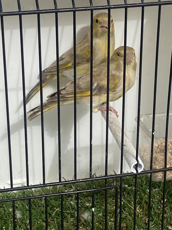 AGATE GREEN FINCHES