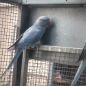 Shepparton bird sale