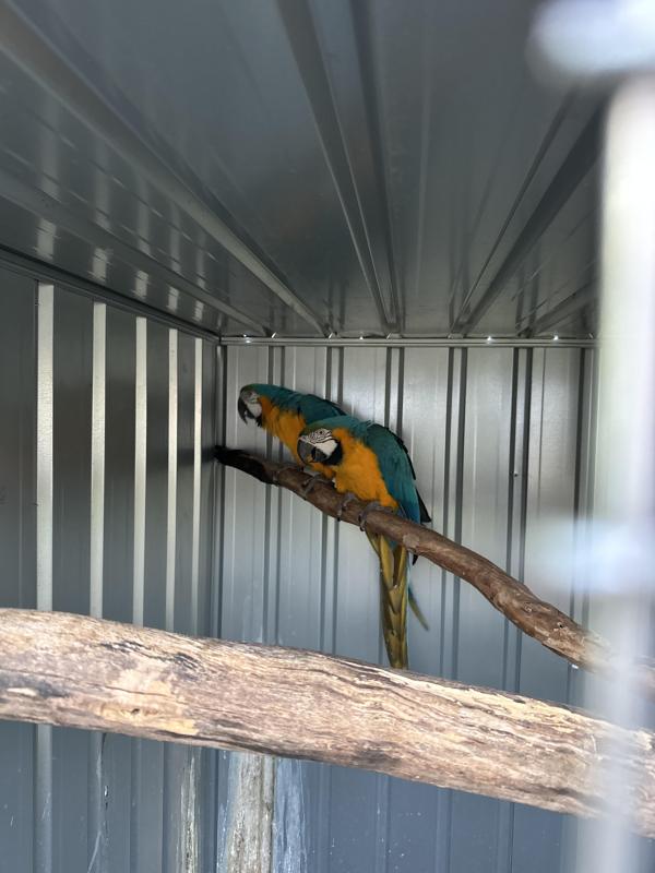 Macaws