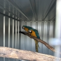 Macaws