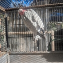 Breeding pairs