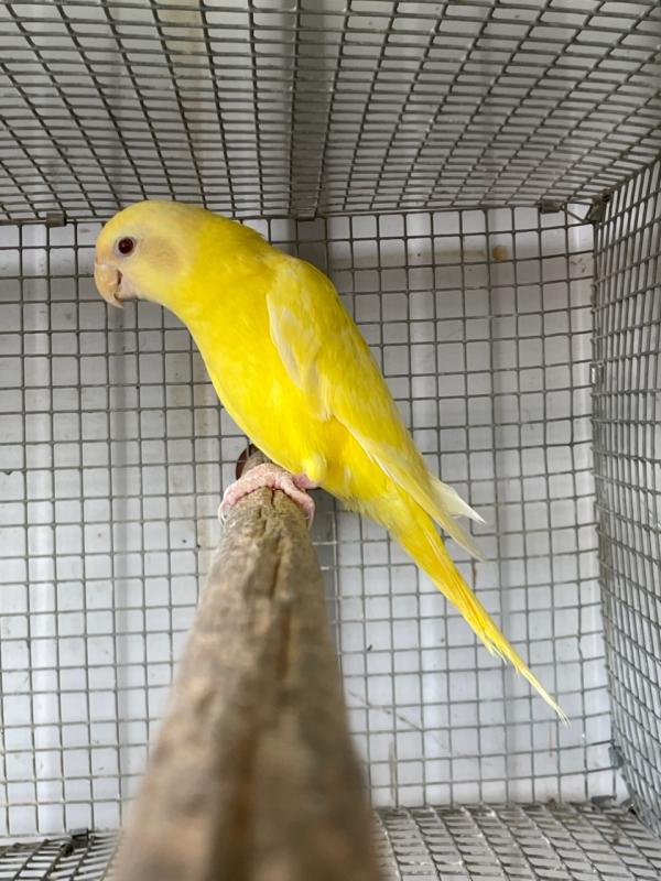 Lutino plum head hen